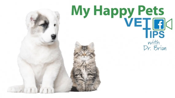 Ask Dr. Brian | Dogs and Joint Health: What is UC-ll?