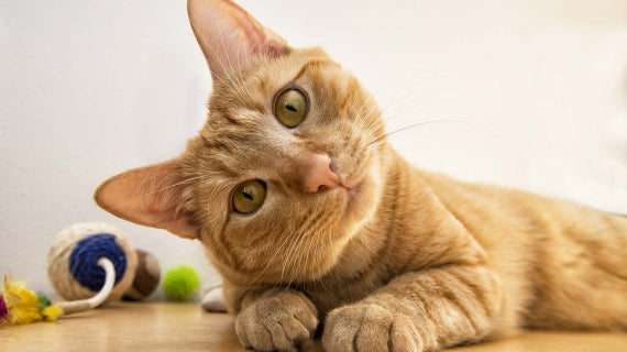 How to Find the Right Cat Sitter