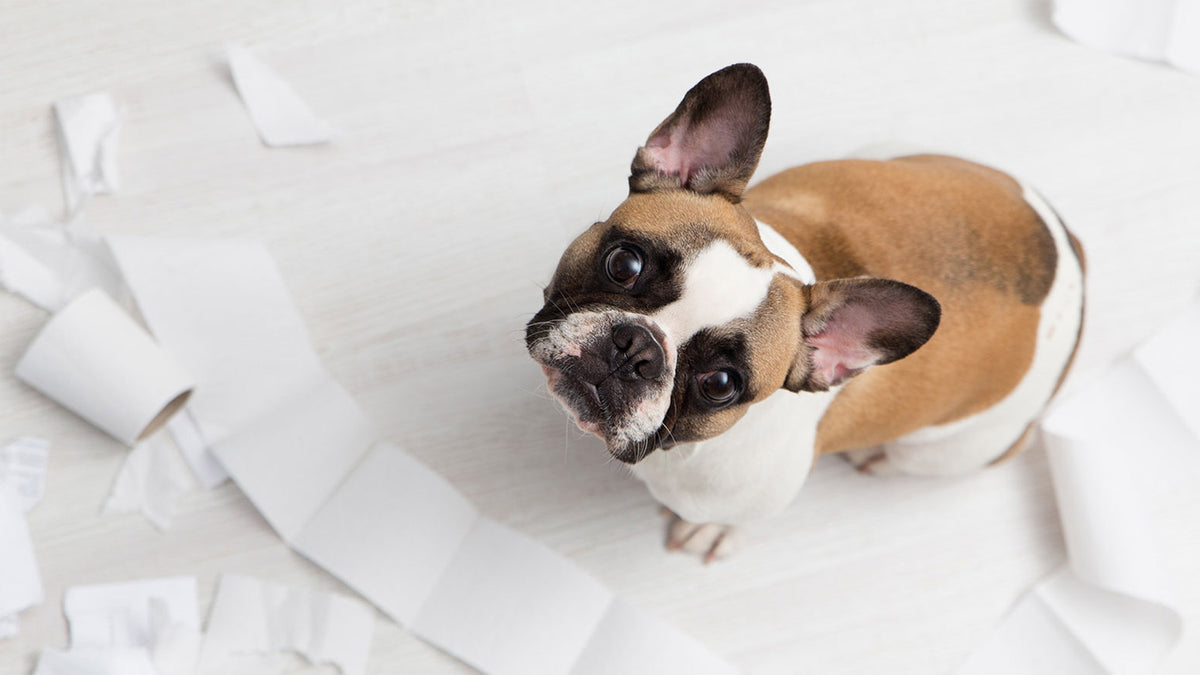 Using the Stress Ladder to Understand Your Pet's Behavior