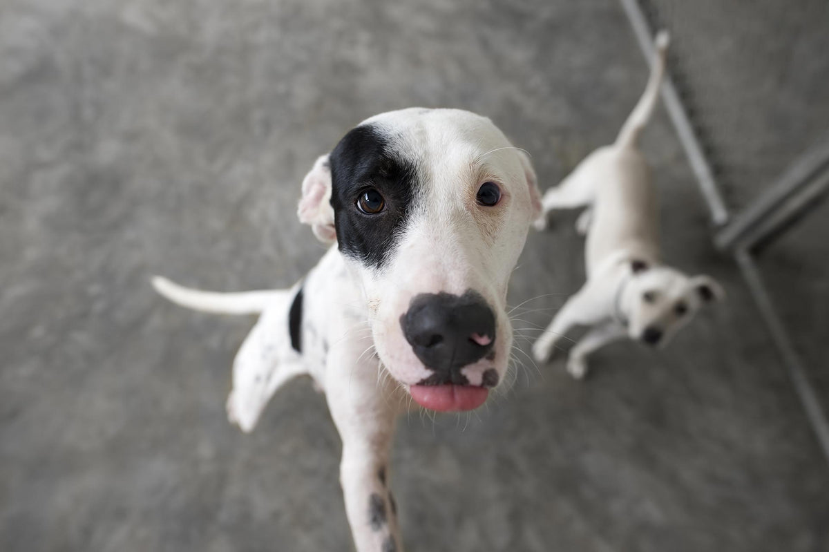 10 Tips When Boarding Your Pet