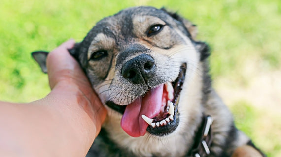 Introducing the Perfect Addition to Your Pet’s Oral Care Routine