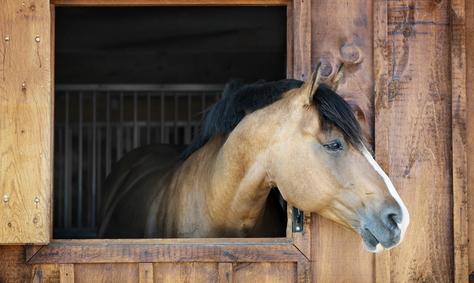 Equine - Vetoquinol